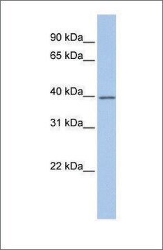 Anti-GNAI2 (ab2) antibody produced in rabbit affinity isolated antibody