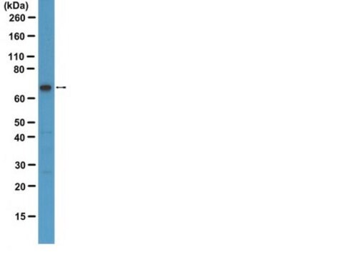 Anti-G3BP1 Antibody serum, from rabbit