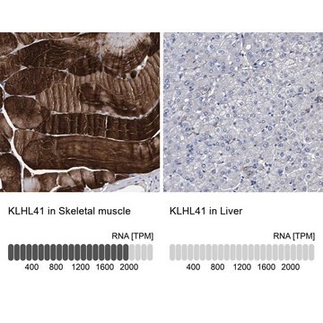 Anti-KLHL41 antibody produced in rabbit Prestige Antibodies&#174; Powered by Atlas Antibodies, affinity isolated antibody, buffered aqueous glycerol solution, Ab2