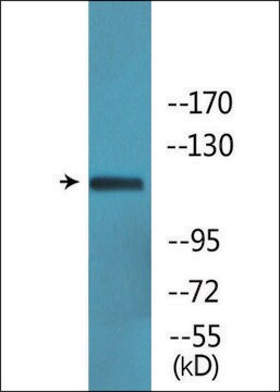 Anti-phospho-Ret (pTyr1062) antibody produced in rabbit affinity isolated antibody