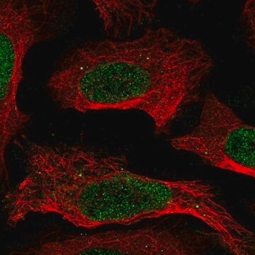 Anti-CREB5 antibody produced in rabbit Prestige Antibodies&#174; Powered by Atlas Antibodies, affinity isolated antibody