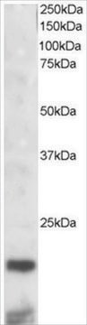 Anti-Cystatin 3 antibody produced in goat affinity isolated antibody, buffered aqueous solution