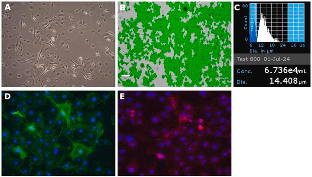 YUMM1.4 Mouse Melanoma Cell Line