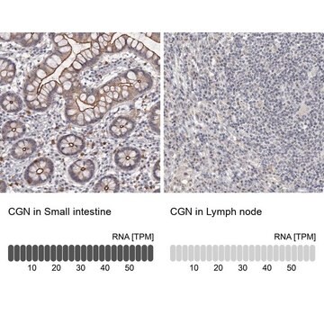 Anti-CGN antibody produced in rabbit Prestige Antibodies&#174; Powered by Atlas Antibodies, affinity isolated antibody, buffered aqueous glycerol solution, ab2