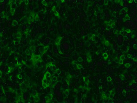 Anti-Chicken IgY (IgG) (whole molecule)&#8722;FITC antibody produced in rabbit affinity isolated antibody, buffered aqueous solution