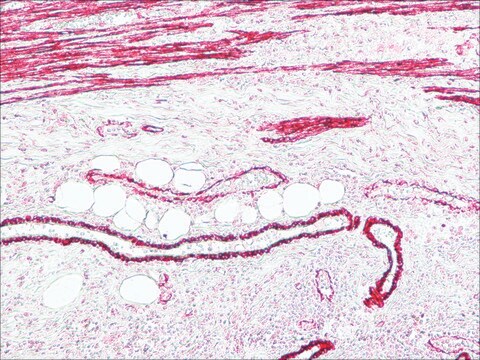 Anti-Mouse IgG (Fc specific)–Alkaline Phosphatase antibody produced in goat affinity isolated antibody, buffered aqueous solution