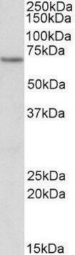 Anti-ETFDH antibody produced in goat affinity isolated antibody, buffered aqueous solution