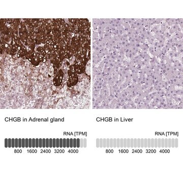 Anti-CHGB antibody produced in rabbit Prestige Antibodies&#174; Powered by Atlas Antibodies, affinity isolated antibody, buffered aqueous glycerol solution