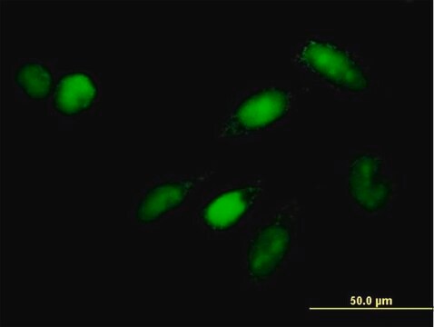 Anti-IRF9 antibody produced in mouse purified immunoglobulin, buffered aqueous solution