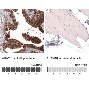 Monoclonal Anti-Adam10 Antibody Produced In Mouse Prestige Antibodies&#174; Powered by Atlas Antibodies, clone CL13809, affinity isolated antibody, buffered aqueous glycerol solution