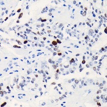 Anti-Phospho-Histone H3-S10 antibody produced in rabbit