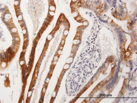 Anti-CYP3A4 antibody produced in mouse IgG fraction of antiserum, buffered aqueous solution