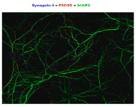 Anti-Synapsin-1 Antibody, clone MEGS3-10A clone MEGS3-10A, from mouse