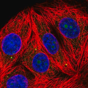 Anti-RPL7A antibody produced in rabbit Prestige Antibodies&#174; Powered by Atlas Antibodies, affinity isolated antibody, buffered aqueous glycerol solution