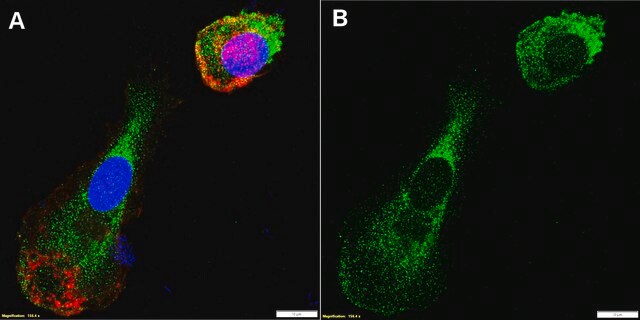 Anti-CD66b/CEACAM8 Antibody, clone 1L6 ZooMAb&#174; Rabbit Monoclonal recombinant, expressed in HEK 293 cells