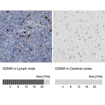 Anti-GZMM antibody produced in rabbit Prestige Antibodies&#174; Powered by Atlas Antibodies, affinity isolated antibody, buffered aqueous glycerol solution