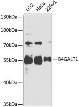 Anti- B4GALT1 antibody produced in rabbit