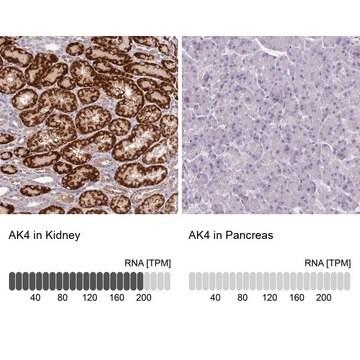 Anti-AK4 antibody produced in rabbit Prestige Antibodies&#174; Powered by Atlas Antibodies, affinity isolated antibody, buffered aqueous glycerol solution