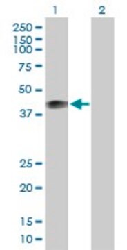 Anti-MFGE8 antibody produced in rabbit purified immunoglobulin, buffered aqueous solution