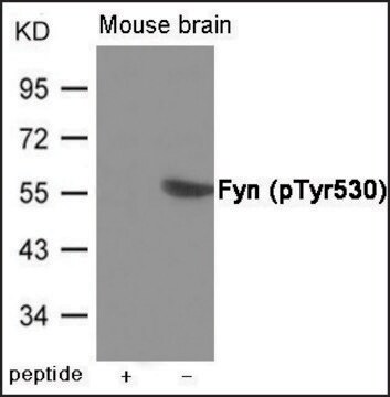 Anti-phospho-Fyn (pTyr530) antibody produced in rabbit affinity isolated antibody