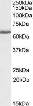 Anti-PRPF31 (C-terminal) antibody produced in goat affinity isolated antibody, buffered aqueous solution