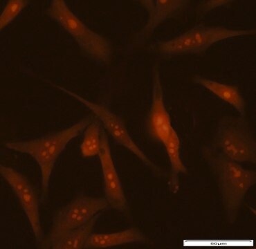 BioTracker&#8482; rRNA Live Cell Probe Fluorescent detection of ribosomal RNA and cell nucleoli