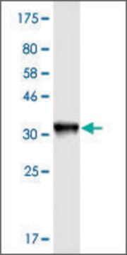 Monoclonal Anti-KNTC1, (C-terminal) antibody produced in mouse clone 10D9, purified immunoglobulin, buffered aqueous solution