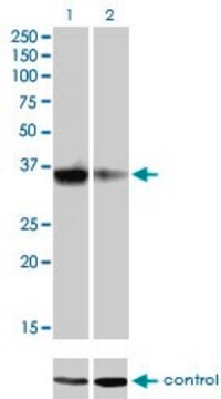 Monoclonal Anti-GSC, (C-terminal) antibody produced in mouse clone 3D11, purified immunoglobulin, buffered aqueous solution