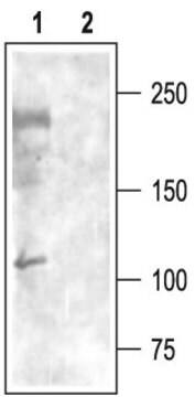 Anti-Calcium Channel CaV3.3 (&#945;1I) antibody produced in rabbit affinity isolated antibody, lyophilized powder