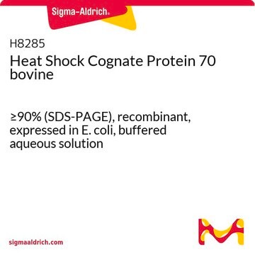 Heat Shock Cognate Protein 70 bovine &#8805;90% (SDS-PAGE), recombinant, expressed in E. coli, buffered aqueous solution