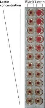 Lectin from Bandeiraea simplicifolia (Griffonia simplicifolia) Isolectin B4 (BSI-B4), peroxidase conjugate, lyophilized powder