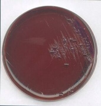 Levine EMB Agar suitable for microbiology, NutriSelect&#174; Plus