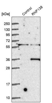 Anti-RNF138 antibody produced in rabbit Prestige Antibodies&#174; Powered by Atlas Antibodies, affinity isolated antibody, buffered aqueous glycerol solution