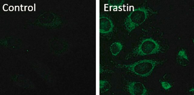 BioTracker&#8482; Mitochondrial FerroGreen Live Cell Probe