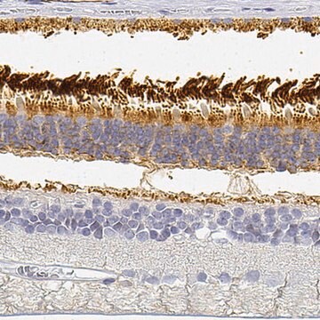 Anti-PDE6B antibody produced in rabbit Prestige Antibodies&#174; Powered by Atlas Antibodies, affinity isolated antibody