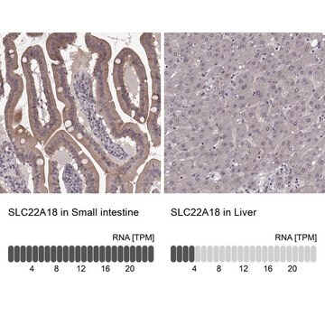 Anti-SLC22A18 antibody produced in rabbit Prestige Antibodies&#174; Powered by Atlas Antibodies, affinity isolated antibody