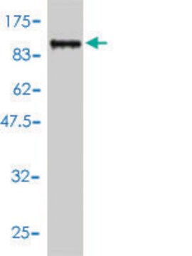 Monoclonal Anti-TDP1 antibody produced in mouse clone 2A10-G2, purified immunoglobulin, buffered aqueous solution