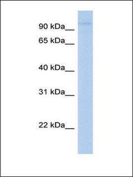 Anti-LRRC8A antibody produced in rabbit affinity isolated antibody