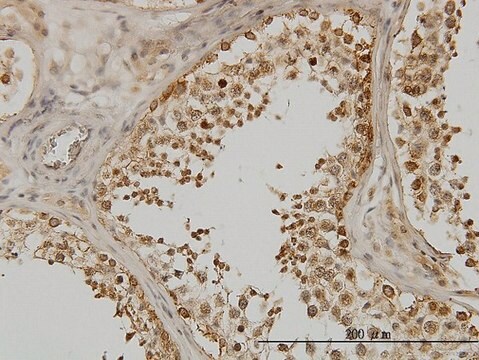 Monoclonal Anti-DDX3Y antibody produced in mouse clone 2D7, purified immunoglobulin, buffered aqueous solution