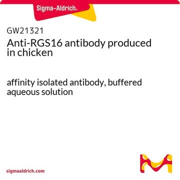 Anti-RGS16 antibody produced in chicken affinity isolated antibody, buffered aqueous solution