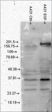 Monoclonal Anti-Phosphotyrosine antibody produced in mouse clone G104, 1&#160;mg/mL, purified immunoglobulin