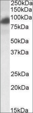 Anti-RAB11FIP1 antibody produced in goat affinity isolated antibody, buffered aqueous solution