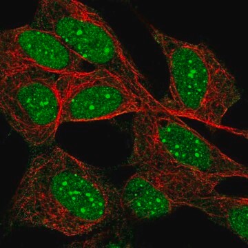 Anti-DAXX antibody produced in rabbit Prestige Antibodies&#174; Powered by Atlas Antibodies, affinity isolated antibody