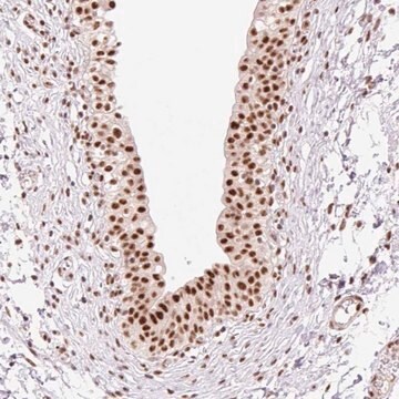 Anti-PRDM11 antibody produced in rabbit Prestige Antibodies&#174; Powered by Atlas Antibodies, affinity isolated antibody, buffered aqueous glycerol solution