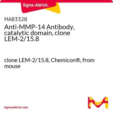 Anti-MMP-14 Antibody, catalytic domain, clone LEM-2/15.8 clone LEM-2/15.8, Chemicon&#174;, from mouse