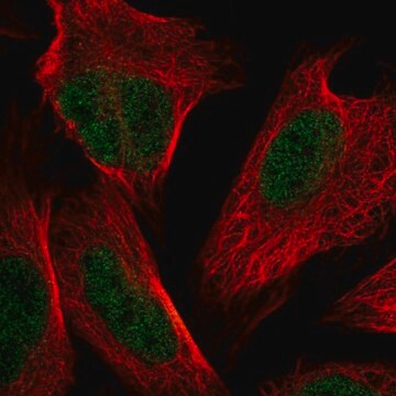 Anti-NSMCE4A antibody produced in rabbit Prestige Antibodies&#174; Powered by Atlas Antibodies, affinity isolated antibody