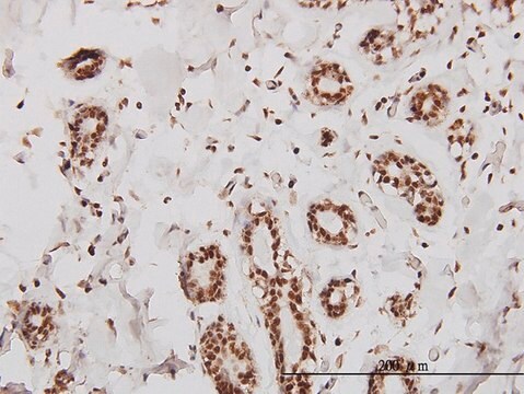 Monoclonal Anti-SMARCD2 antibody produced in mouse clone 2F7, purified immunoglobulin, buffered aqueous solution