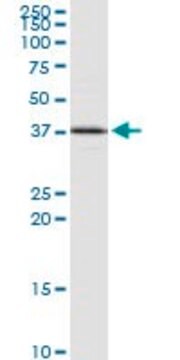 Anti-HAO2 antibody produced in rabbit purified immunoglobulin, buffered aqueous solution