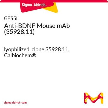 Anti-BDNF Mouse mAb (35928.11) lyophilized, clone 35928.11, Calbiochem&#174;