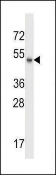 ANTI-MSL1 (CENTER) antibody produced in rabbit affinity isolated antibody, buffered aqueous solution